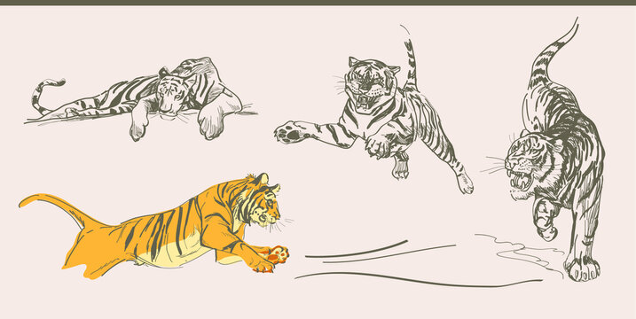 Tiger vector. The symbol of the new year is 2022, 2034, 2046, 2058. A pencil drawing on a white background of a tiger in different poses: jumping, lying, sitting, growling.
