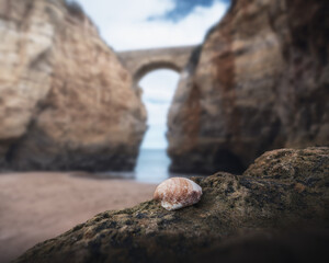 Seashell at Praia dos Estudantes Beach - Lagos, Algarve, Portugal