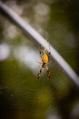 A spider with yellow body and white spots in a middle of a web