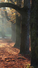 park, w parku, jesień, światło, promienie, mgiełka, mgła, wilgotność powietrza