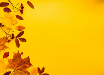 Autumn border banner with natural dried leaves and red berries on bright yellow background, top...