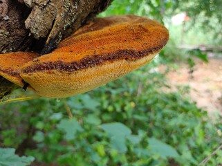 orange frog