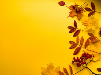 Autumn border banner with natural dried leaves and red berries on bright yellow background, top view, copy space. Autumn, thanksgiving day web banner background, cozy flat lay. Lay out, top view.