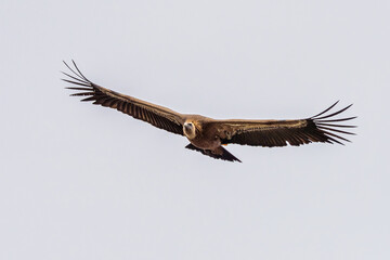 Griffon vulture, Gyps fulvus in Monfrague National Park. Extremadura, Spain