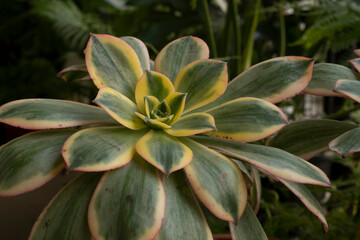Fototapeta premium Exotic succulents. Closeup view of Aeonium sunburst, also known as Copper pinwheel, big rosette of green, yellow and red leaves. Beautiful texture and leaves pattern.