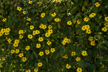 Floral background. View of Thunbergia alata, also known as black eyed Susan vine, blooming flowers of yellow petals and green leaves, growing in the garden.