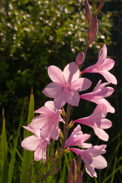 Exotic South African flora. Spring flowers. Closeup view of beautiful Watsonia borbonica, also known as Bugle Lily, stem and tubular flowers of light pink petals, blooming in the garden.