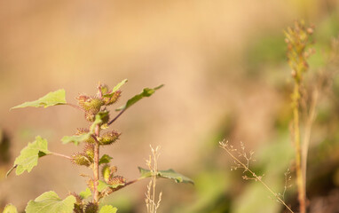A sprig of a medicinal plant Xanthium strumarium in natural conditions. Close-up, selective focus.