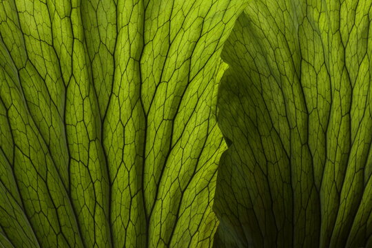Fototapeta Leaves