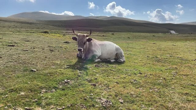Rotation shot of a big white cow sitting on the grass chewing on her cud in the mountain pasture.