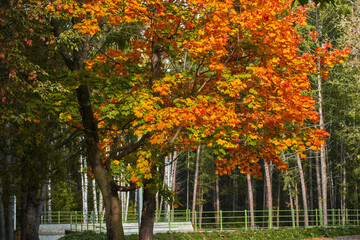 Autumn time, green leaves turn into yellow and fall on the grass. A tree with lush and thick foliage of yellow color