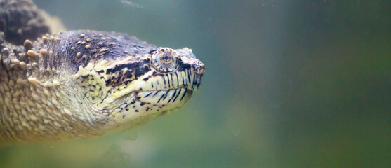 Snapping turtle close up. Very shallow depth of field. Turtle in the aquarium in the water.