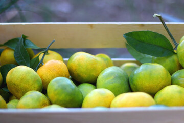 Wooden crate filled with fresh tangerines. Selective focus.