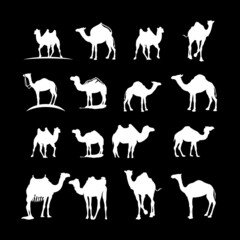 set of camel logo design vector