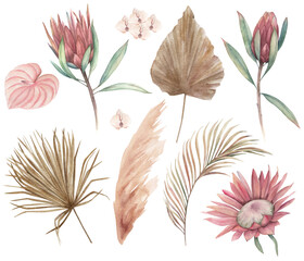 Watercolor protea, palm leaves  set. Exotic african flower.  Hand drawn illustration
