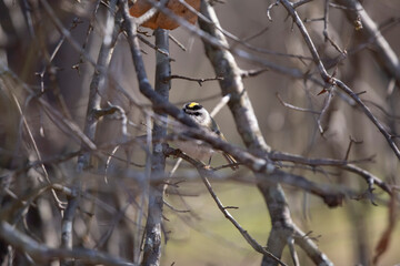 Majestic Golden-Crowned Kinglet