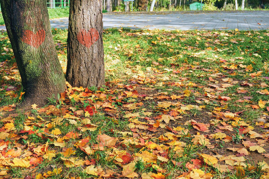 Autumn leaves of yellow and orange color lie on the green grass. A pair of maple and poplar trees growing next to each other, on the trunks of which red hearts are depicted