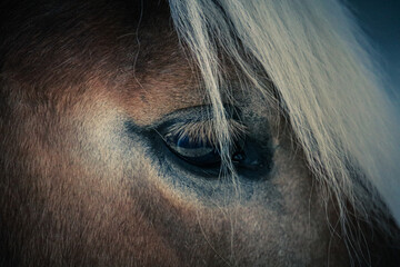 Eye of the Horse © Sabrina