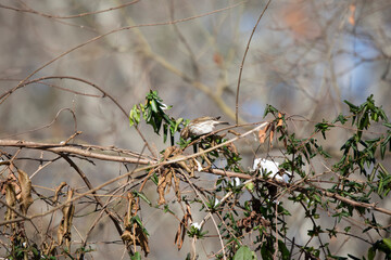 Female Purple Finch Foraging