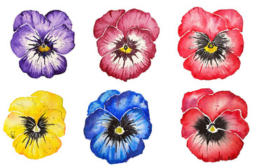 Set of watercolor illustration, violets, purple, pink, yellow, blue, pansies. Painted illustration element. 