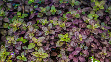 background of green and purple leaves