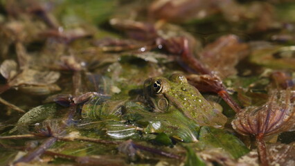 Edible frog, common water frog or green frog in swamps, Rana esculenta