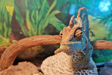 Chameleon close up. Multicolor beautiful chameleon close-up reptile with colorful bright skin. Exotic tropical pet