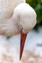 Beautiful White Stork in Latvia