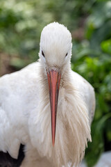 Beautiful White Stork in Latvia