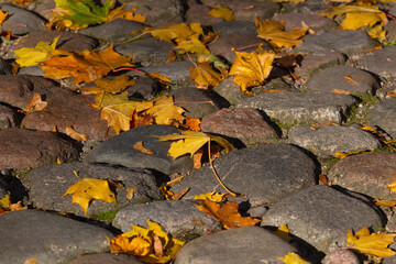 autumn maple leaves on garden paving stones