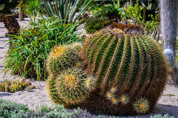 cactus in the garden close up