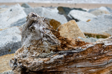 Natürliche Skulptur aus Holz Treibholz am Strand