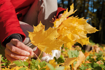 Woman in Red Jacket Holds Yellow Maple Leaves in Her Hands.