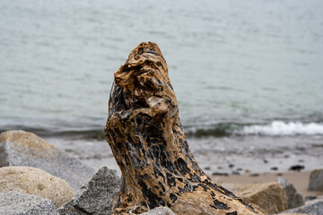 Natürliche Skulptur aus Holz Treibholz am Strand