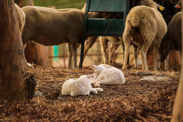 Two Baby sheep in a field