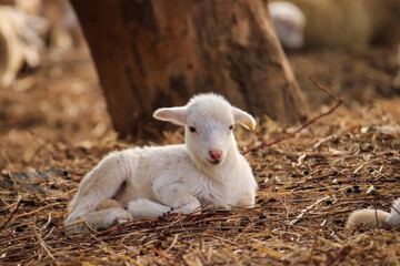 Fototapeta premium Baby sheep in a field