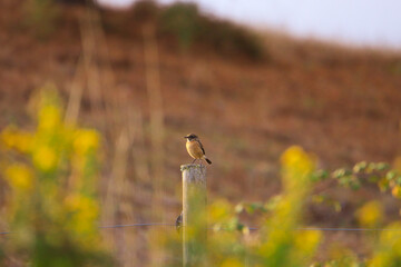 European Stonechat on the branch in the steppe. Wildlife scene from nature