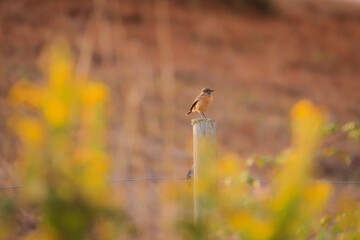 European Stonechat on the branch in the steppe. Wildlife scene from nature