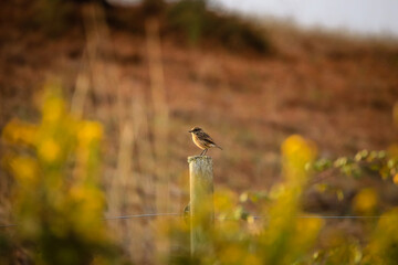 European Stonechat on the branch in the steppe. Wildlife scene from nature