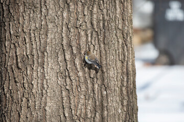 Female Yellow-Rumped Warbler Foraging on a Tree Trunk