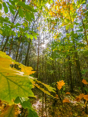 autumn forest 2
