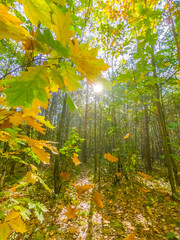 autumn forest
