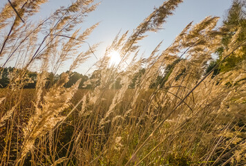 sunset in tall grass in autumn 2