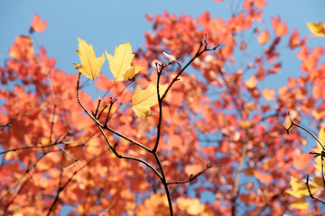 Autumn Foliage on a Blue Sky Background