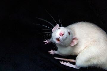 Fototapeta na wymiar White Rat Looking