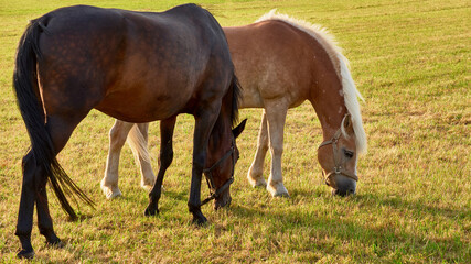 Naklejka na ściany i meble Horses graze in the field