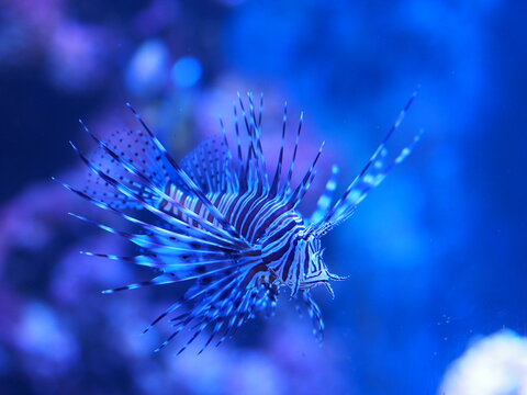 Blue water fish sealife