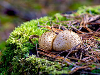 mushrooms growing on a tree stump