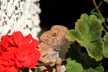 Chameleon on a Geranium pelargonium branch under the sun