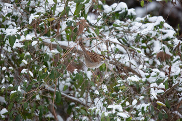 White-Throated Sparrow Eating a Purple Berry